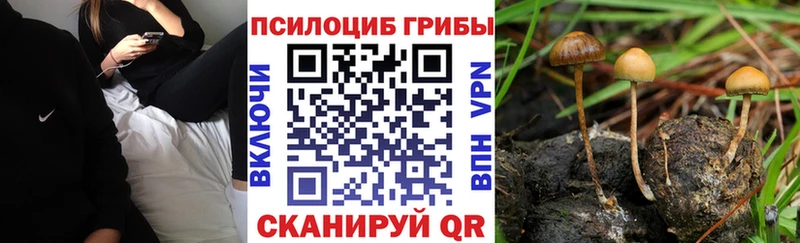 Галлюциногенные грибы Psilocybe  как найти закладки  Ржев 
